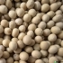 东农大豆252，大颗粒，蛋白44